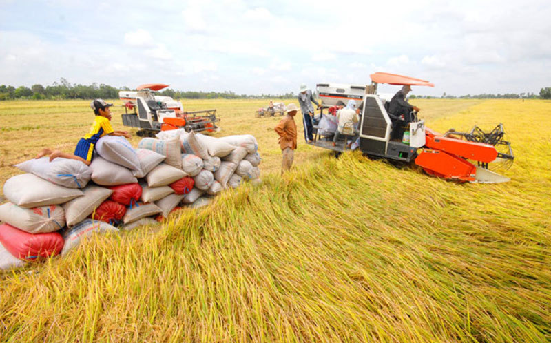 Thái Lan nỗ lực tăng sản lượng xuất khẩu gạo